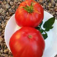 Rebecca Sebastian's Bull Bag